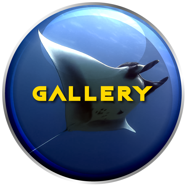 manta ray undersea